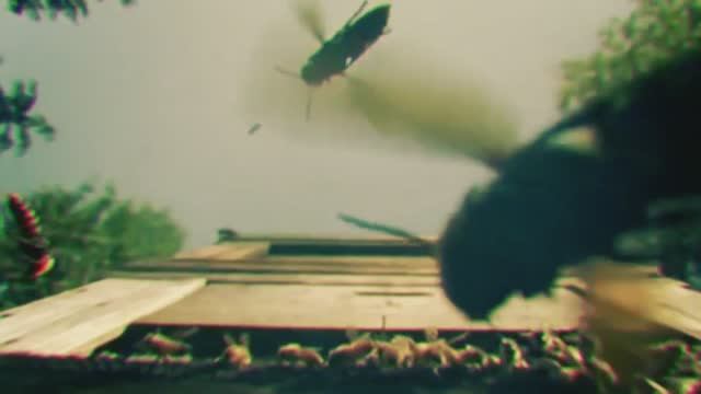 bees смотреть онлайн