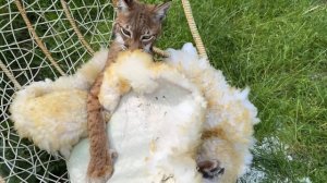 РЫСЕНОК ИЗЮМ ИСПУГАЛСЯ ОВЕЧЬЮ ШКУРУ / Очень опасные гибридные котята