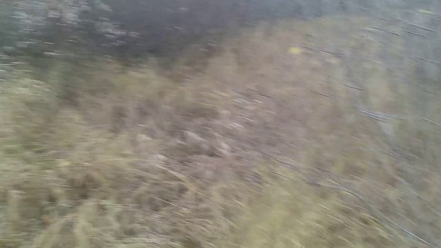 Охота на тетерева смотреть онлайн