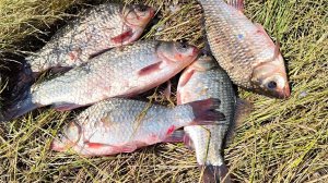 Ловлю огромных карасей в болоте! Ловля карася на кормушки. летняя рыбалка на карася. Рыбалка 2025