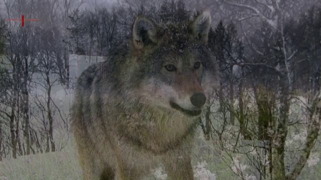 ОДИНОКИЙ ВОЛК Виктор Руцинский