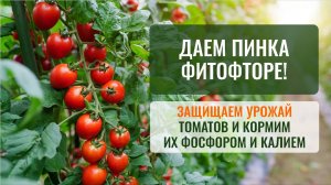 Чем подкормить и защитить томаты в августе? Профи отвечает