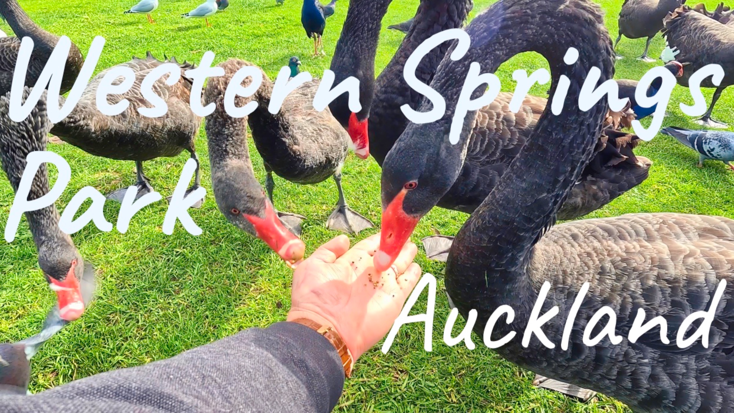 Western Springs In Winter  | Tranquil New Zealand Nature Walk (4K)