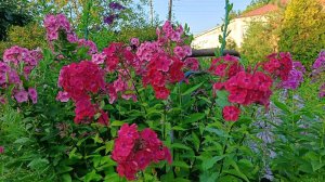 Флоксы раскрылись в июле