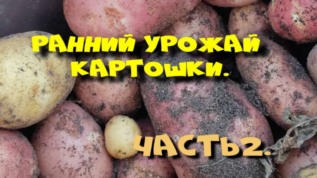 РАННЯЯ КАРТОШКА. Ч.2. 90 дней прошло. смотреть онлайн