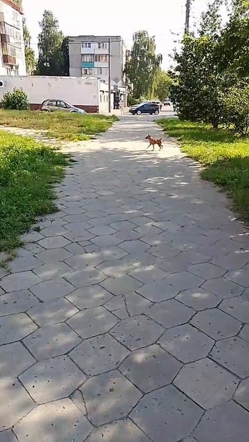 Риччи 🐕 смотреть онлайн