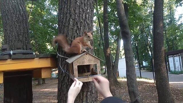 "Всякое дыхание да хвалит Господа! Аллилуйя". Пс.150:6. 27.07.25 г. смотреть онлайн