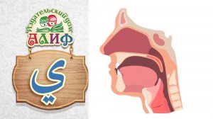 Долгая буква _Йа_ ي. Места артикуляции звуков арабского языка.