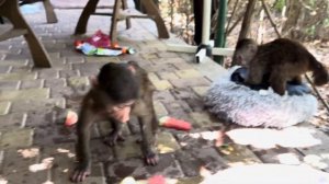 Анфиса хулиганит и мне пришлось ОСВЕЖИТЬ ЕЕ ВОДОЙ, чтобы она успокоилась)