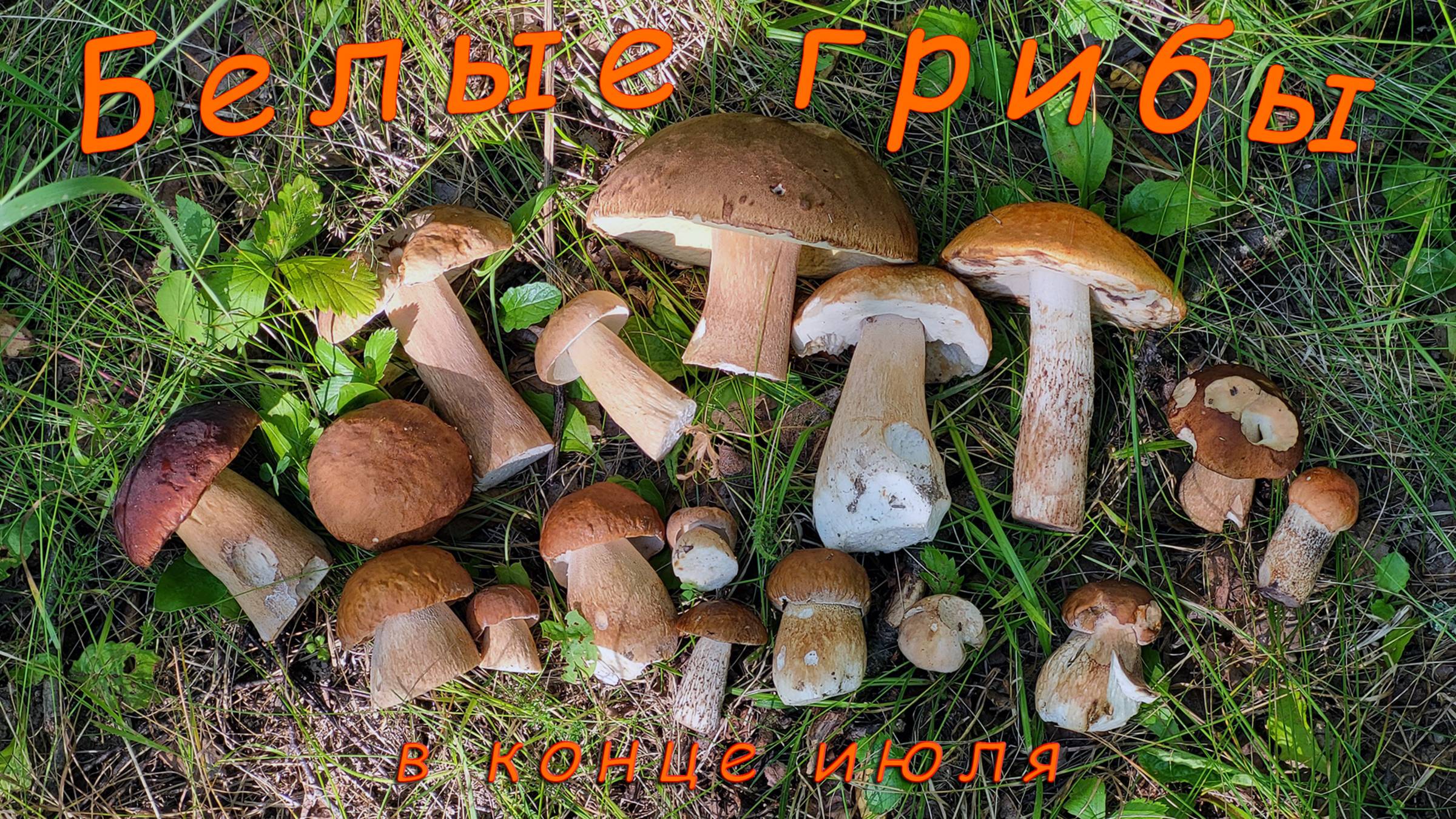 По грибы 2025! Белые грибы в конце июля