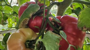 Томаты на подвоях. Огромные плоды на балконе