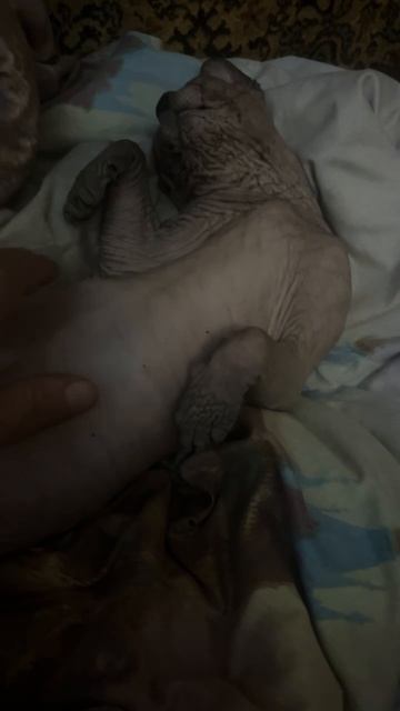 Сфинкс Лео развалился пузом кверху и кайфует #сфинкслео #котики смотреть онлайн