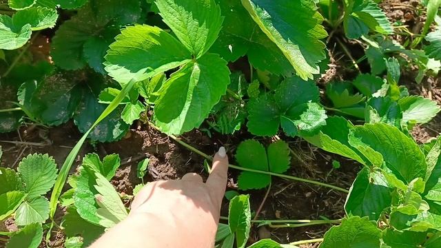 Уход за клубникой после урожая - показываю правильную обрезку усов и листьев в июле