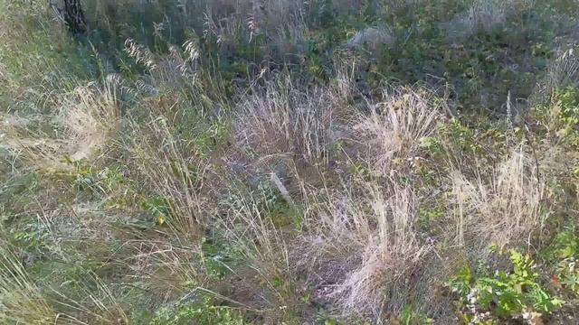 Охота на тетерева смотреть онлайн