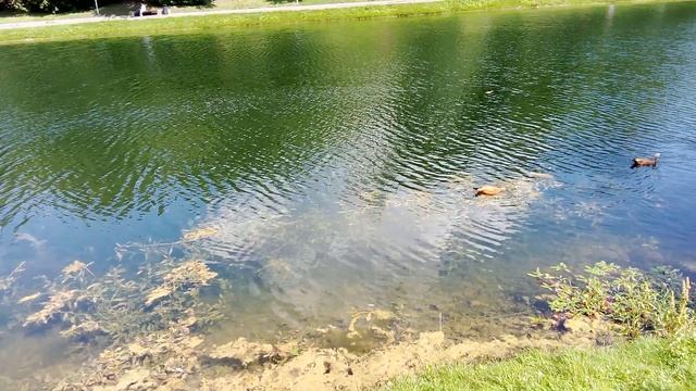 Утки огари - интересные факты об этих замечательных птицах в мире.