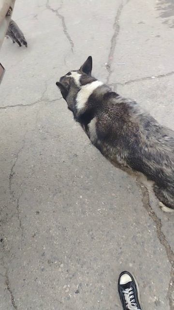 Пёс защищает кота