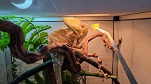 Хамелеоша получил манго и завис))🤫🐉
Попугаи  вежливо отказались 🦜🦜