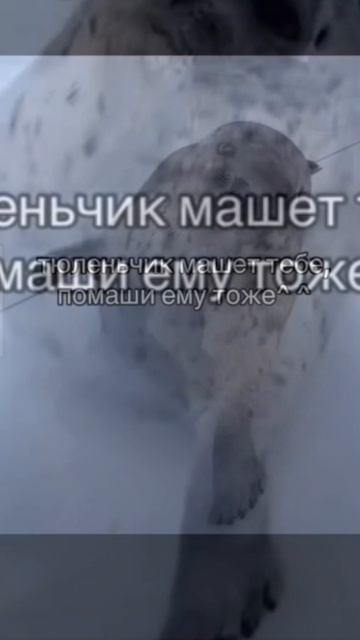 тюлень♡♡♡🦭🦭🦭