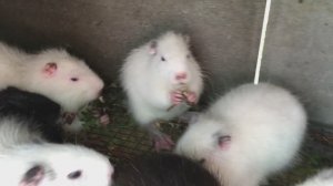 КПД разведения НУТРИЙ в клетке и в вольере