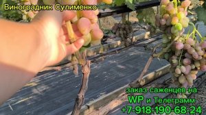 Обзор ранних сортов винограда! Часть 2.