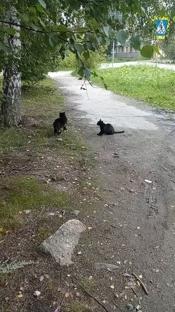 Сходили в магазин блин😅 смотреть онлайн