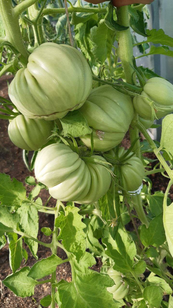 ТОМАТ БИФШТЕКС АЛЬБИ - ОБЗОР СОРТА смотреть онлайн