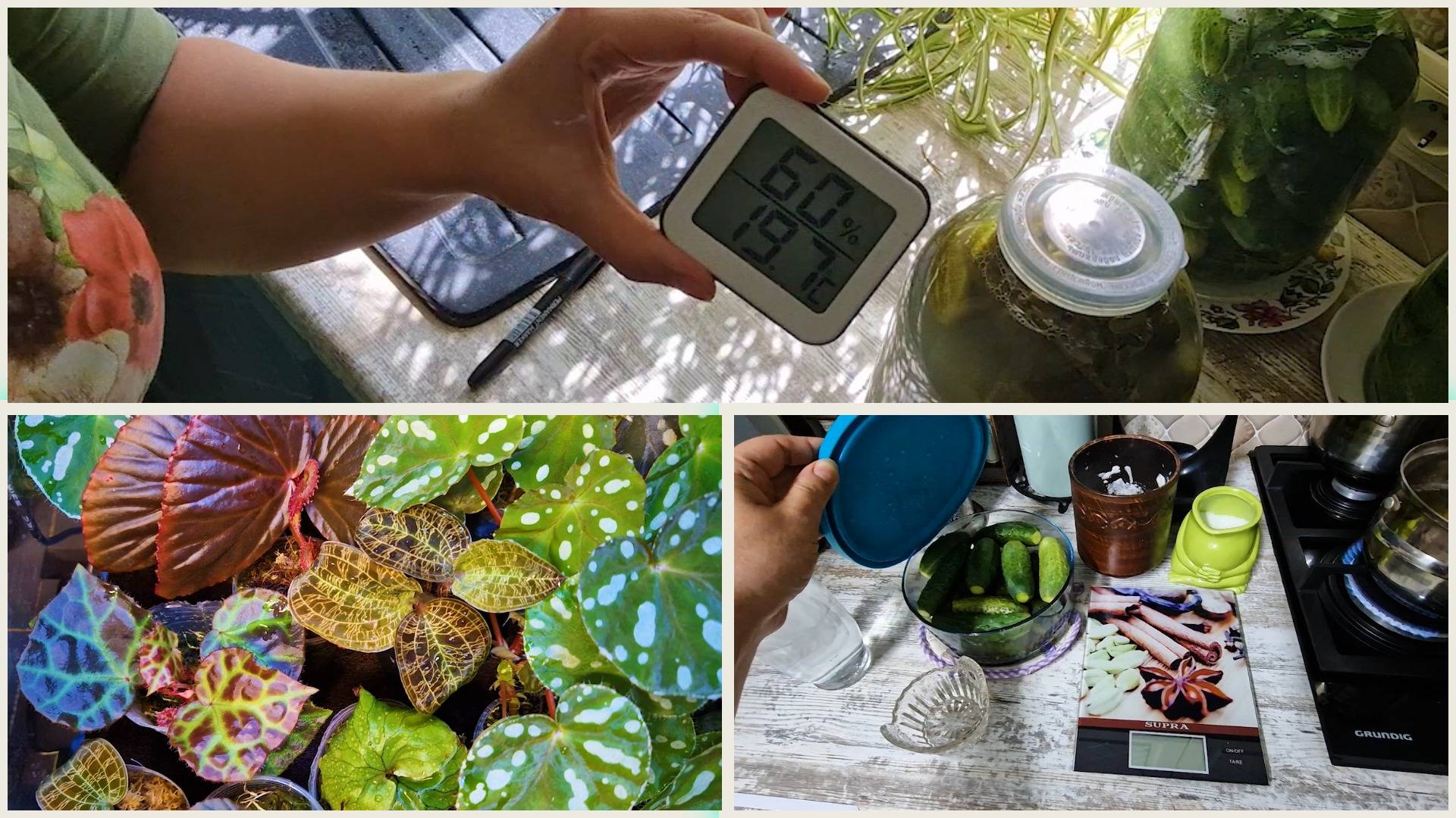 Заготовки "закипели" в хранилище! Любуюсь новинками в оранжерее. Проверю хвалёный рецепт огурцов. смотреть онлайн