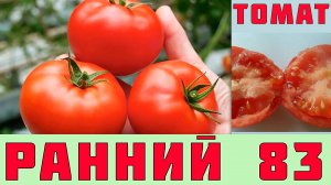 ТОМАТ РАННИЙ 83 - РАННЕСПЕЛЫЙ, НИЗКОРОСЛЫЙ, УСТОЙЧИВЫЙ К ПОВЫШЕННЫМ ТЕМПЕРАТУРАМ СОРТ ПОМИДОРОВ