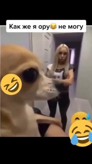 Обезьяна 🤣