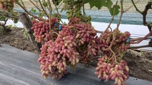 Виноград Фреш мускат (Щереденков  В. А.) на 31.07.25г.виноградник Король В.Н. г.Краснодар