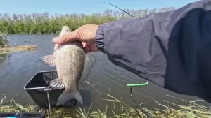 Клёв_карася_на_донку, рыбалка_весной_2025