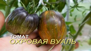 Томат ОХРОВАЯ ВУАЛЬ. Обзор сортов ТОМАТОВ!