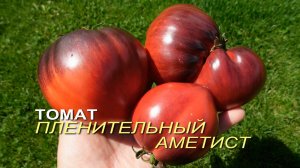 Томат ПЛЕНИТЕЛЬНЫЙ АМЕТИСТ. Обзор сортов ТОМАТОВ!