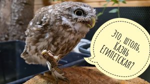 Большая еда для маленькой совы. Сыч Лучик получил хрустелки