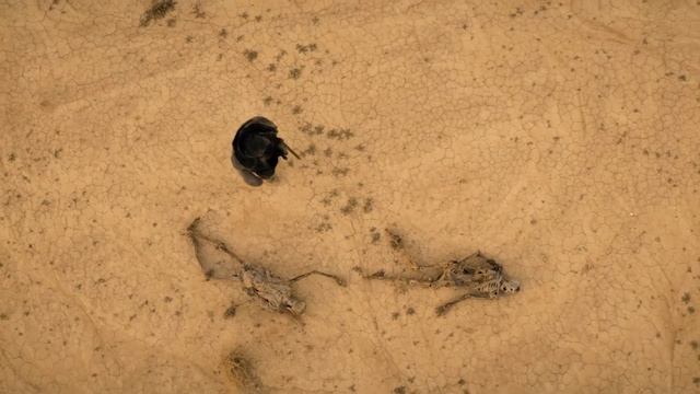 Ходячие мертвецы: Дэрил Диксон (3-й сезон) — трейлер смотреть онлайн