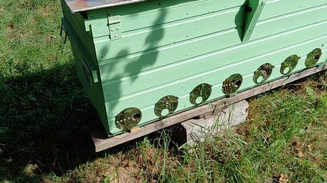 Сформировал медовик из трёх отводков. 2 пересадил в другой улей. Итог 1 медовик и 3 отводка. смотреть онлайн