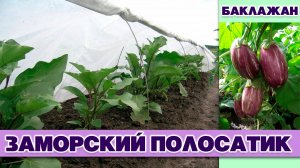 БАКЛАЖАН ЗАМОРСКИЙ ПОЛОСАТИК - РАННЕСПЕЛЫЙ НЕЖНЫЙ И НЕВЕРОЯТНО ВКУСНЫЙ С НЕОБЫЧНЫМ ОКРАСОМ СОРТ