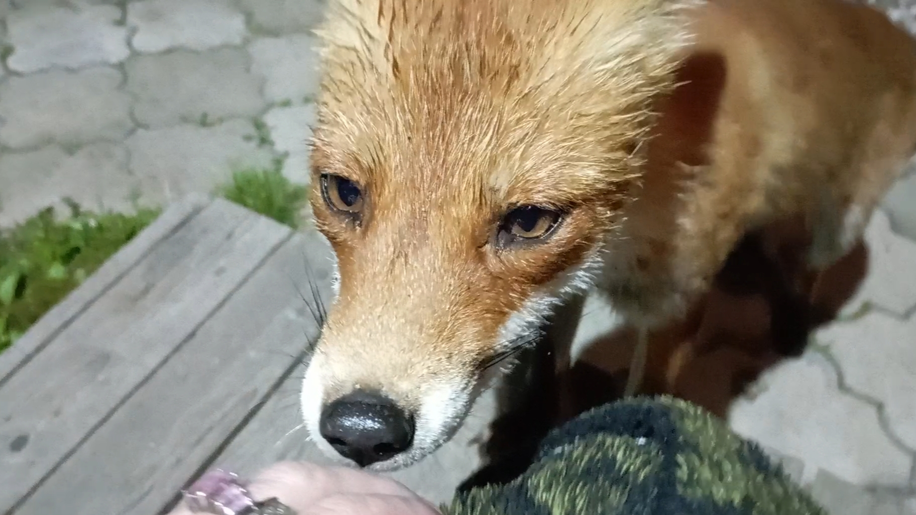 (1079) Лиса приходит в гости. Июль 2025 смотреть онлайн