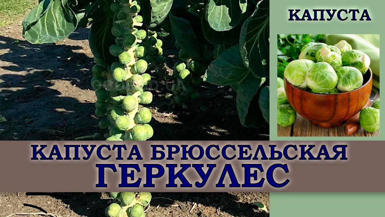 КАПУСТА брюссельская ГЕРКУЛЕС Популярный, высокоурожайный  Подходит для выращивания во всех областях