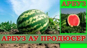 АРБУЗ АУ ПРОДЮСЕР - РАННЕСПЕЛЫЙ ПОПУЛЯРНЫЙ СЛАДКИЙ НО ОЧЕНЬ КАПРИЗНЫЙ СОРТ