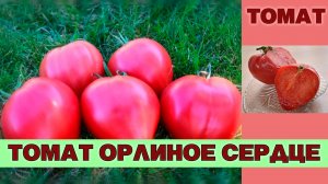 ТОМАТ ОРЛИНОЕ СЕРДЦЕ - СРЕДНЕСПЕЛЫЙ КРУПНОПЛОДНЫЙ УСТОЙЧИВЫЙ К ПЕРЕПАДАМ ТЕМПЕРАТУР СОРТ
