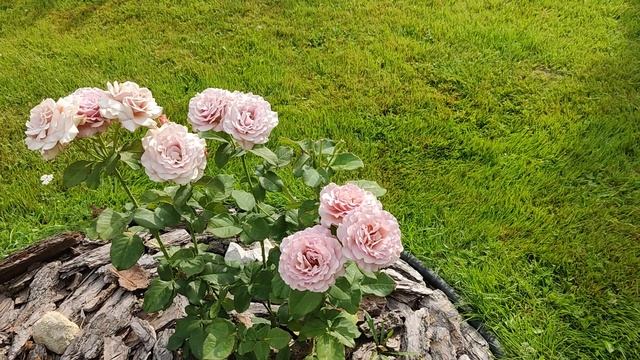 Роза Макароза. смотреть онлайн