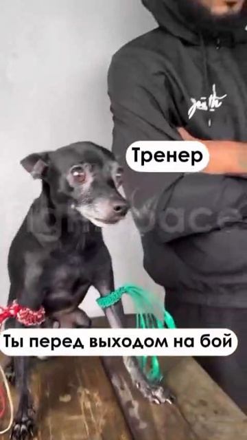 Перед боем смотреть онлайн