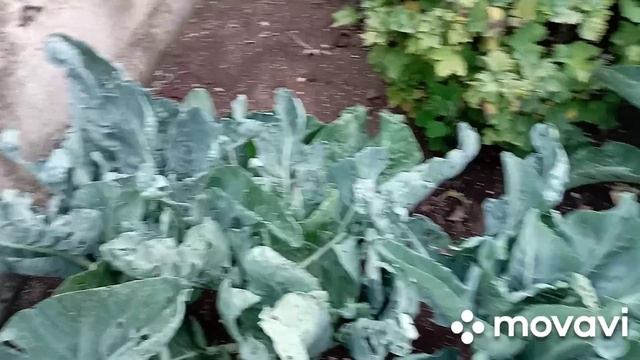 выросла цветная капуста, срезка#капуста смотреть онлайн