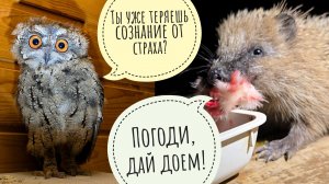 Сова Лютик стала ещё страшнее! Артём утопил фонарик в пруду, а я дружу маленького ёжика