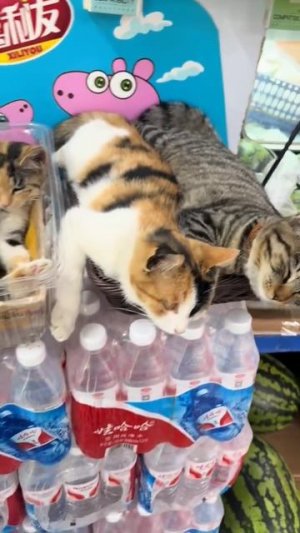 Покупайте наших котов, наши коты самые котовые!