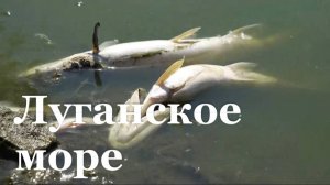 На Луганском море массово вымерли рыбы