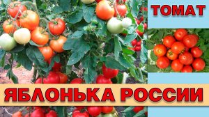 ТОМАТ ЯБЛОНЬКА РОССИИ - РАННЕСПЕЛЫЙ ПОПУЛЯРНЫЙ НЕПРИХОТЛИВЫЙ ШТАМБОВЫЙ СОРТ ДЛЯ ЗАСОЛКИ И НЕ ТОЛЬКО