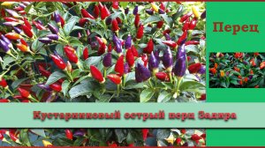 Кустарниковй острый перец Задира (скороспелый)