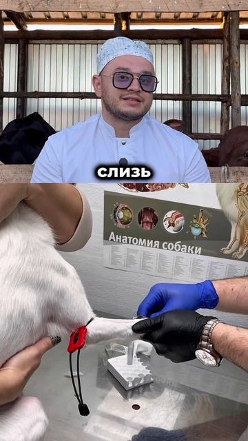 Основные симптомы панкреатита у собак 🦮